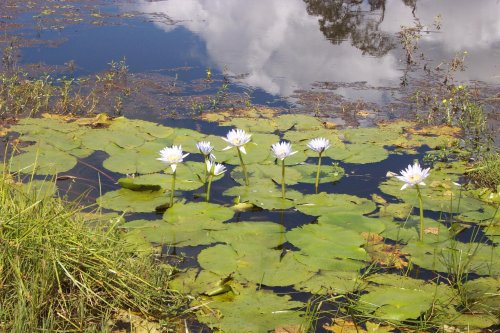 Nymphaea capensis - Blue Waterlily
