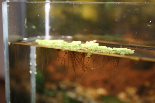 Azolla filiculoides
