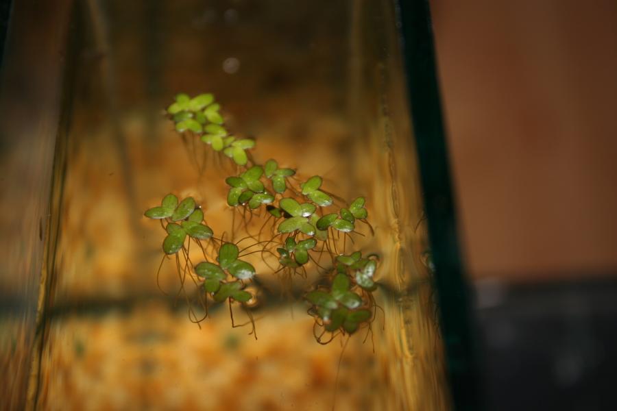 Aquatic Plants