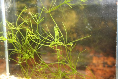 Chara sp.