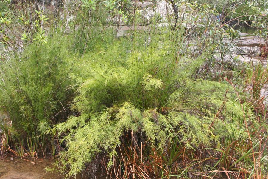 Aquatic Plants