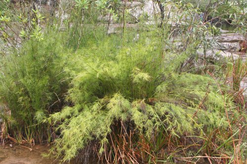 Baloskion tetraphyllum