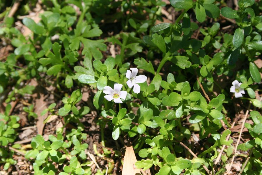 Aquatic Plants