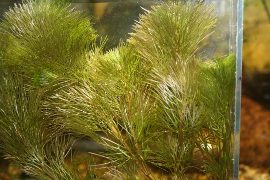 Aquatic Plants