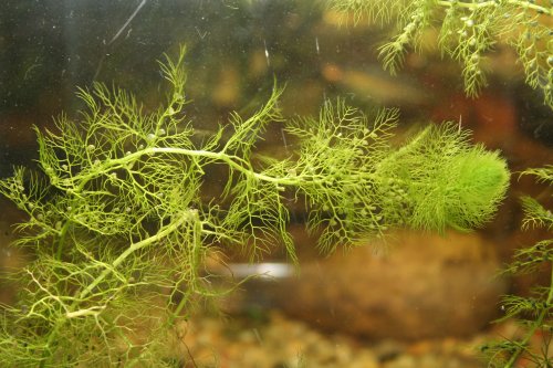 Utricularia australis