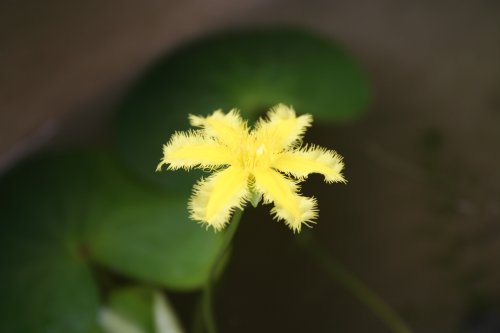 Nymphoides montana - flower