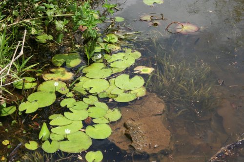 Nymphoides indica