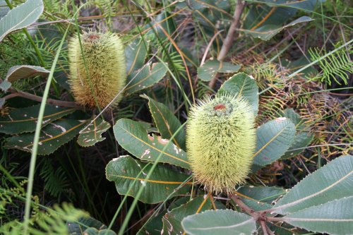 Banksia robur