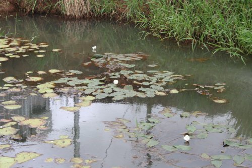 Ottelia ovalifolia