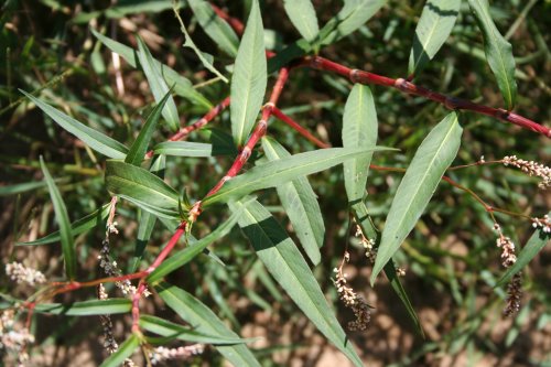 Persicaria