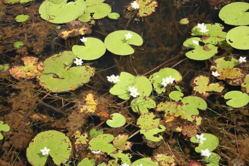 Nymphoides indica