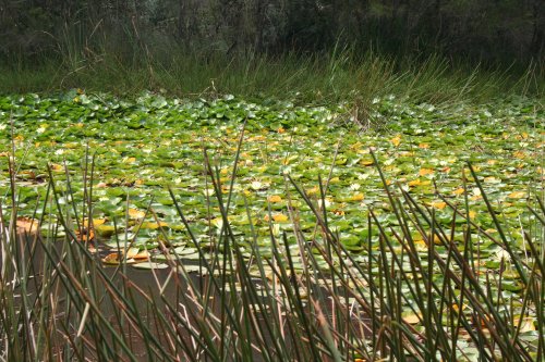 Nymphaea mexicana - Yellow Waterlilly