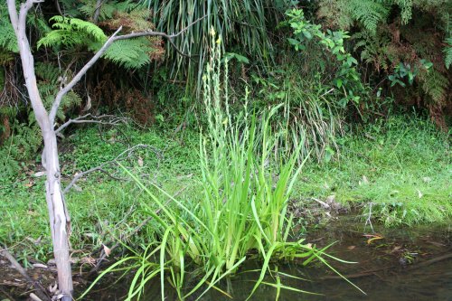 Philydrum lanuginosum – Frogsmouth