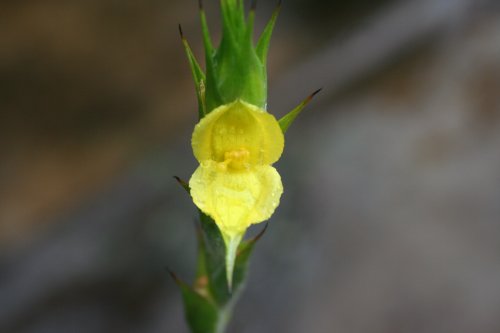 Philydrum lanuginosum – Frogsmouth - flower