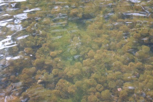 Nitella sp. - habit