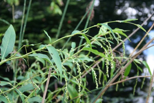 Persicaria hydropiper - Water Pepper