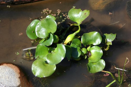 Eichhornia crassipes - Water Hyacinth