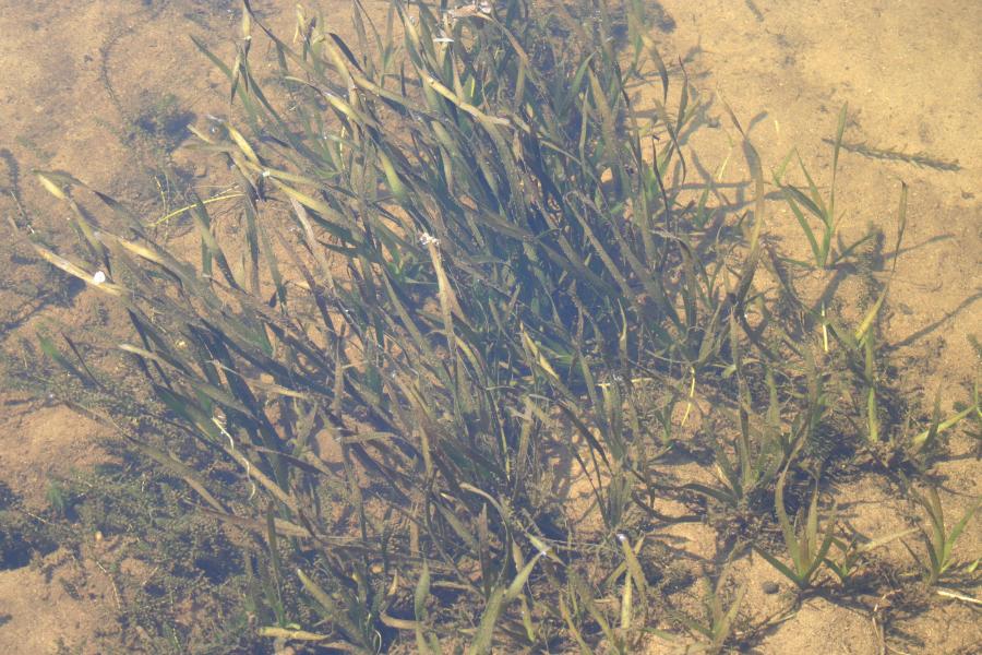 Aquatic Plants