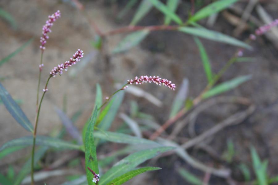 Aquatic Plants
