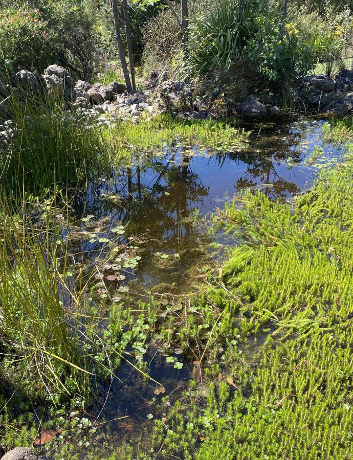 Aquatic Plants