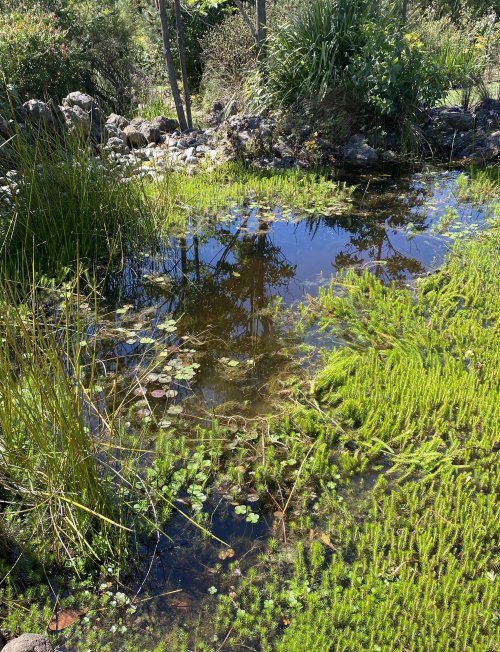 Garden pond