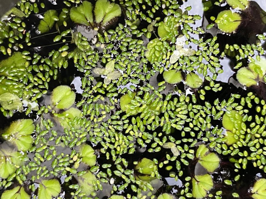 Aquatic Plants