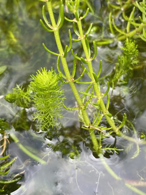 Myriophyllum variifolium - Variable Water-milfoil