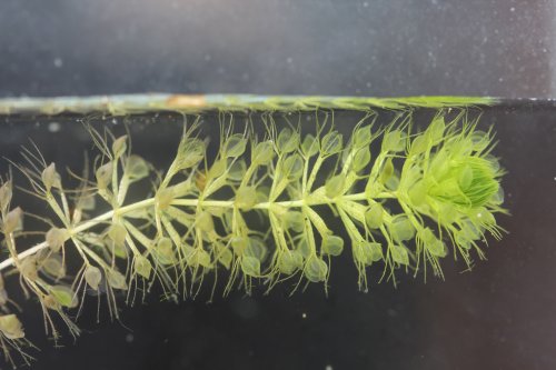 Aldrovanda