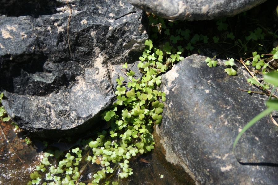 Aquatic Plants
