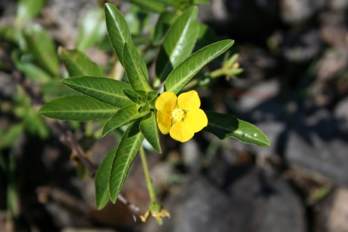 Ludwigia pelpoides