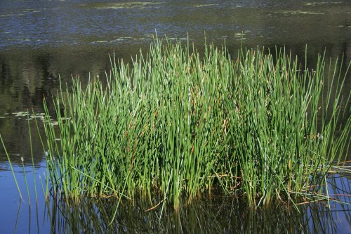 Eleocharis sphacelata - Tall Spike Rush