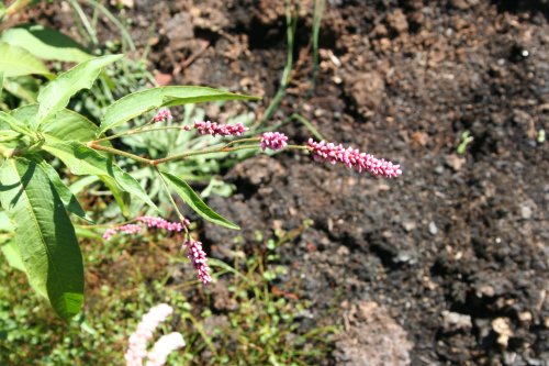 Persicaria lapathifolium - Knotweed