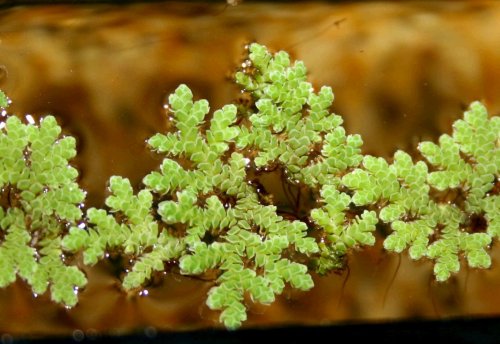 Azolla filiculoides