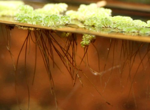 Azolla filiculoides - roots