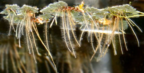 Azolla pinnata - roots