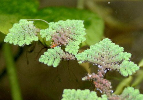 Azolla pinnata