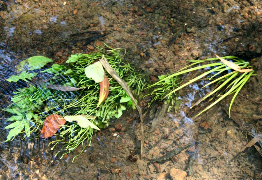 Aquatic Plants
