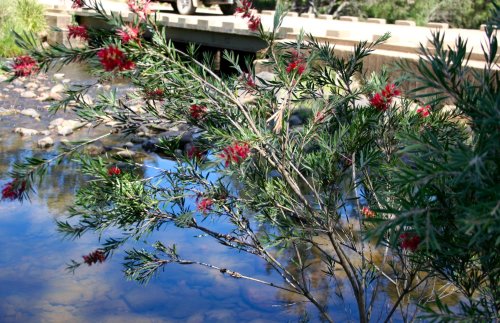 Callistemon viminalis