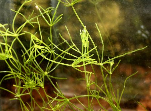 Chara sp.