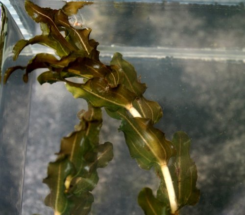 Potamogeton - clasped pondweed