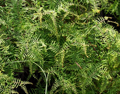 coral_fern