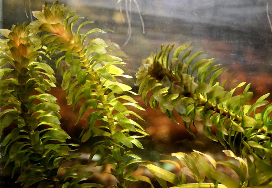 Aquatic Plants
