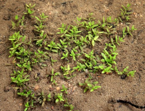 Elatine gratioloides