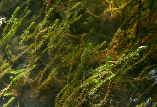 elodea canadensis