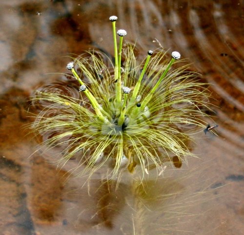 Eriocaulon setaceum