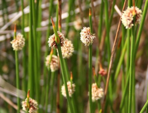 isolepsis_flwr
