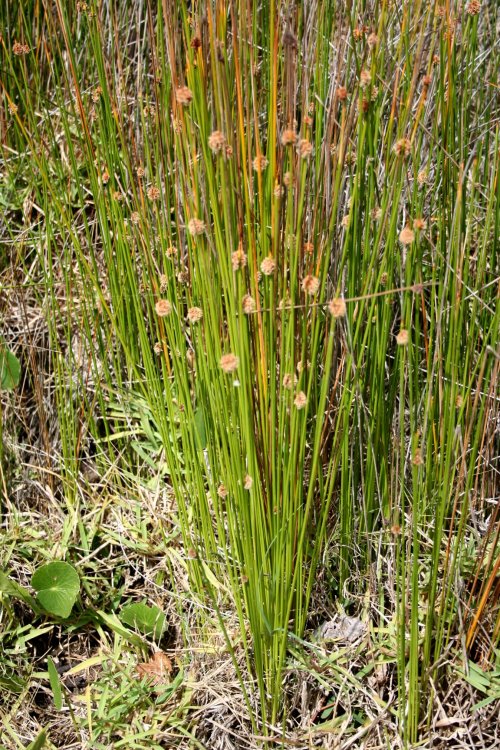 isolepsis