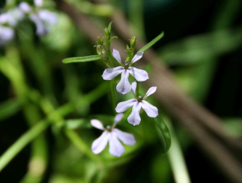 Lobelia aniceps - Angled Lobelia