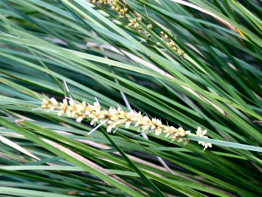 Aquatic Plants