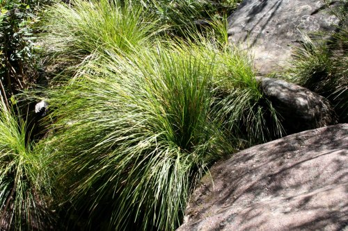 Lomandra fluviatilis